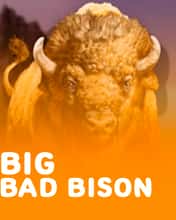Big Bad Bison